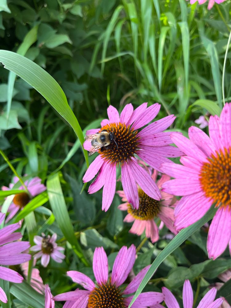A bumblebee on a purple cone flower 