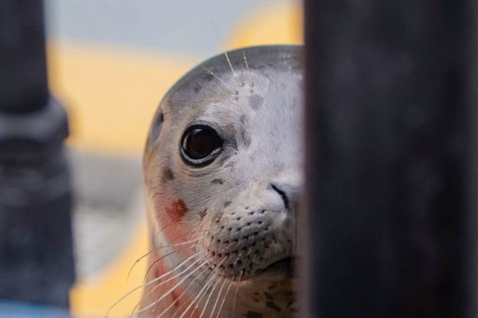 Photo of a seal peeking behind a corner 