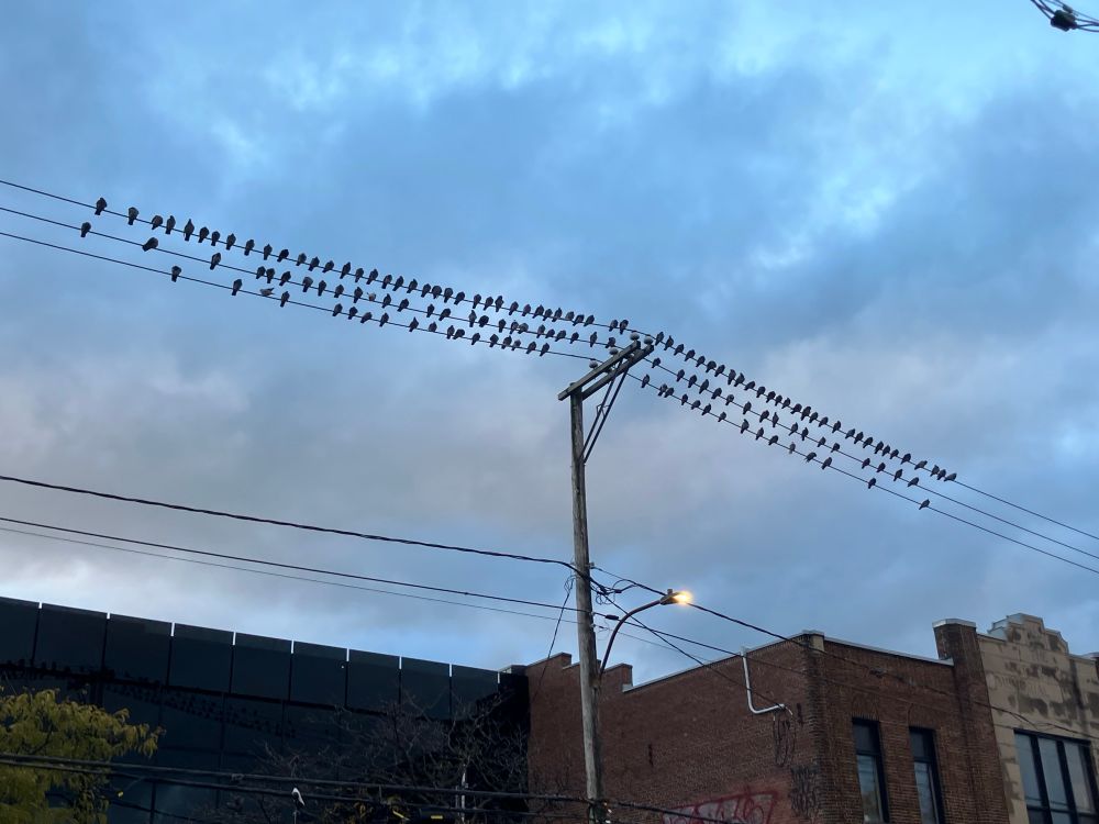 Pigeons on wires. Montréal, Qc