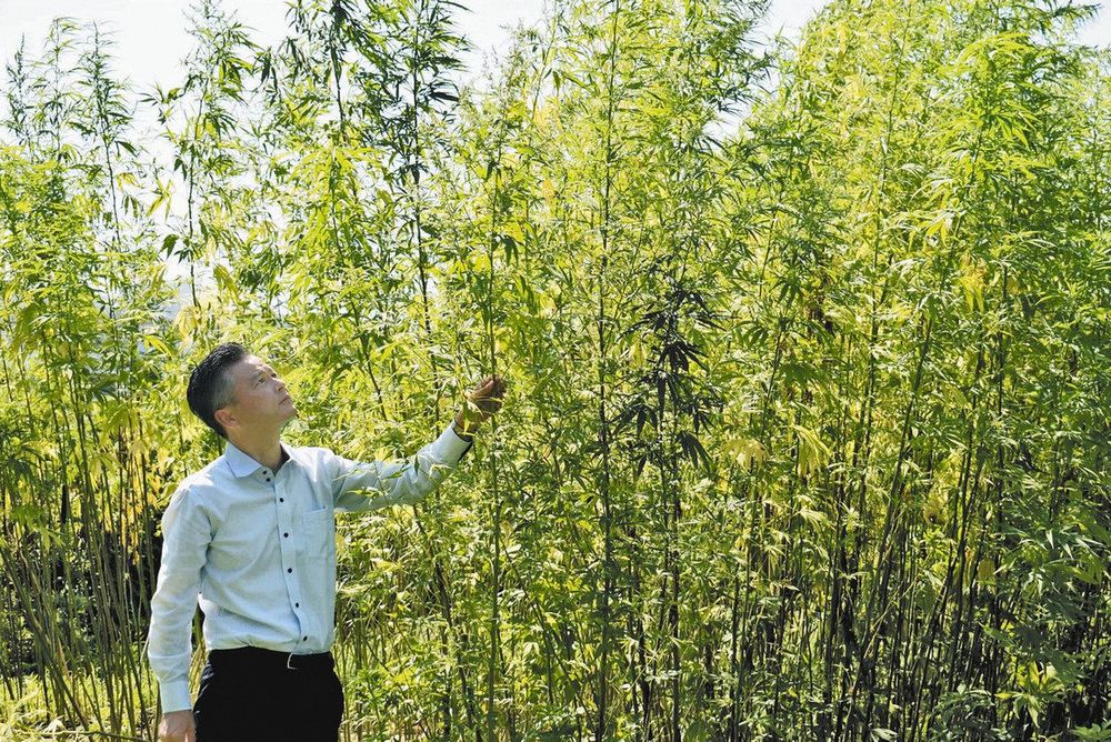 神事や産業、医療分野で活用「正しい使い方で大麻文化の復興、発展に寄与したい」　三重大が研究拠点設立：中日新聞Web