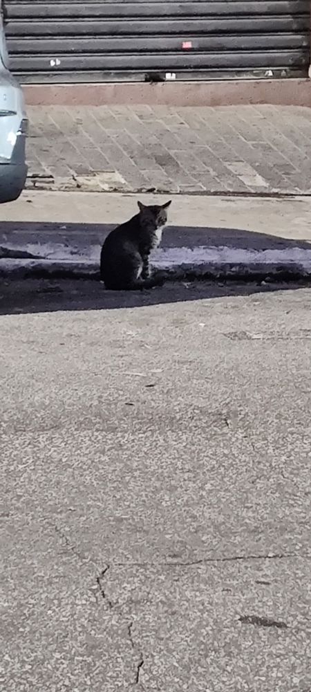 Um gato na rua