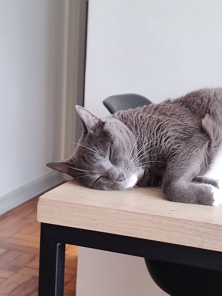 Uma gata cinza dormindo sobre uma mesa de madeira. 