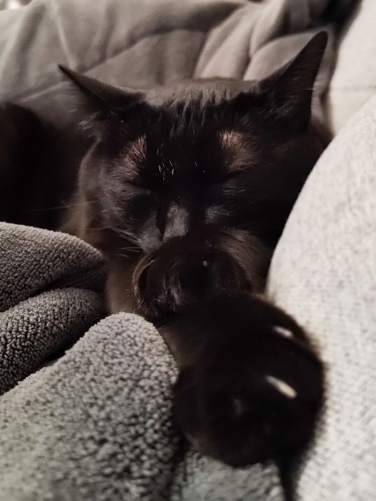 Uma gata preta dormindo sobre uma manta cinza. 