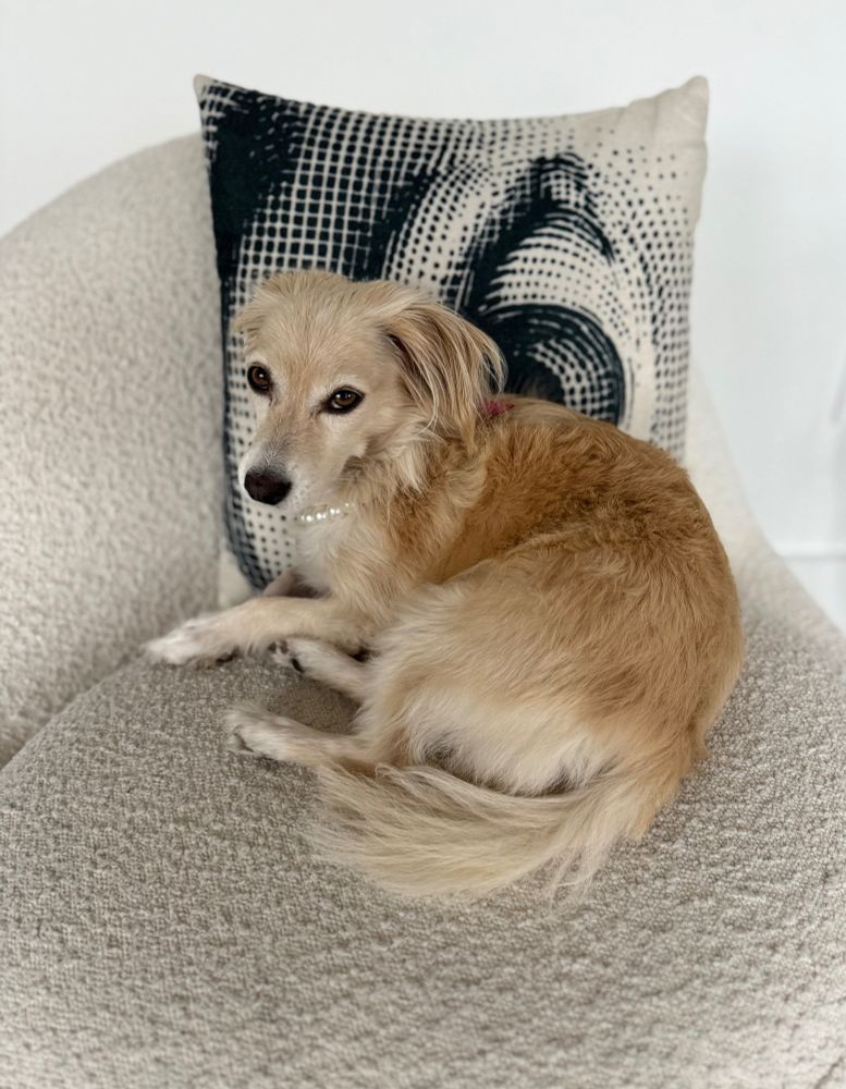 a small, light-colored, beautiful dog, half-curled-up and looking skeptically at the camera. she is wearing a collar that looks like a pearl necklace.