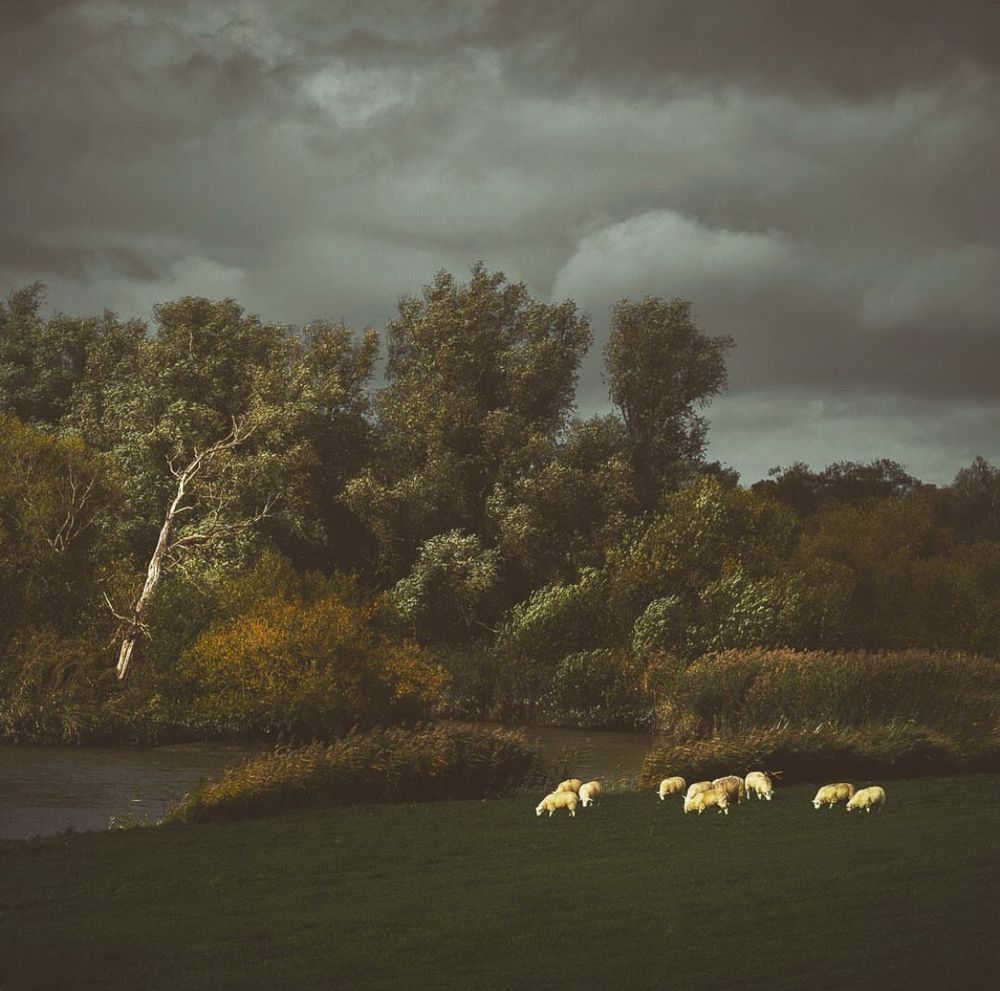 Das Bild zeigt eine malerische Landschaft mit einer Herde Schafe, die auf einer saftig grünen Wiese grasen. Im Hintergrund erstreckt sich ein dichter Wald mit üppigem Laubwerk, während ein kleiner Fluss die Szene durchzieht. Der Himmel ist von dunklen, dramatischen Wolken bedeckt, was eine geheimnisvolle und fast melancholische Stimmung erzeugt. Ein einzelner, schräger Baum am Flussufer verstärkt die Atmosphäre der Naturidylle.