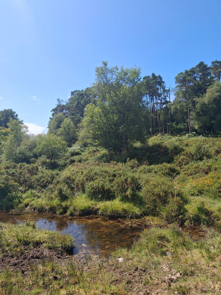 Photo of a stream on Dartmoor surrounded by thick bushes, ferns and trees, beneath blue sky