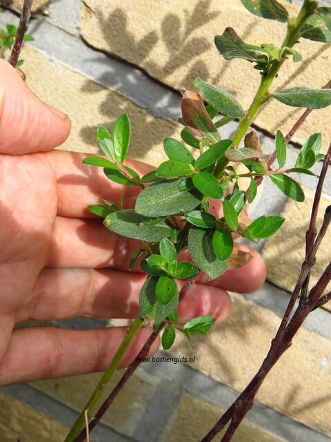 Salix repens or Creeping willow or Kruipwilg: photo of discerning trait 