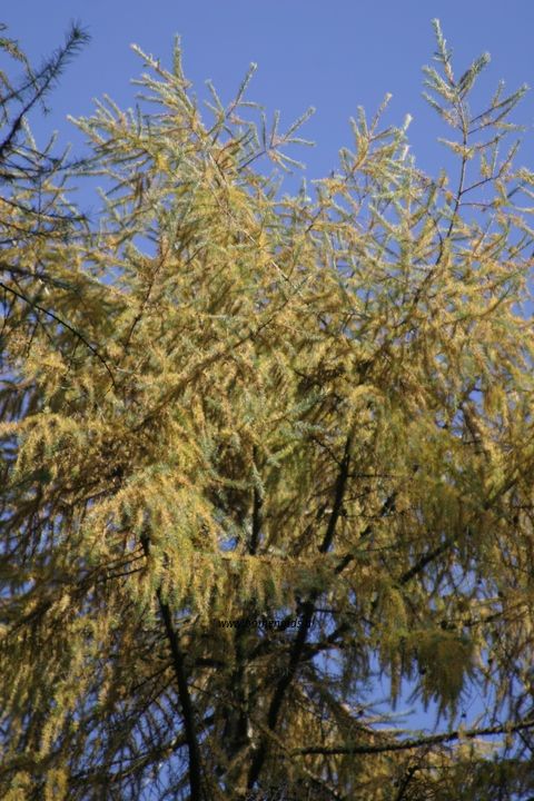 Larix decidua or European larch or Europese larix: herfst-autumn-herbst-automne-otono