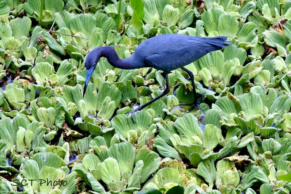 A vividly blue Blue Heron steps gingerly over floating vegetation in search of a tasty tidbit.