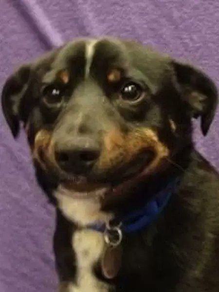 kleiner dunkelbrauner Hund