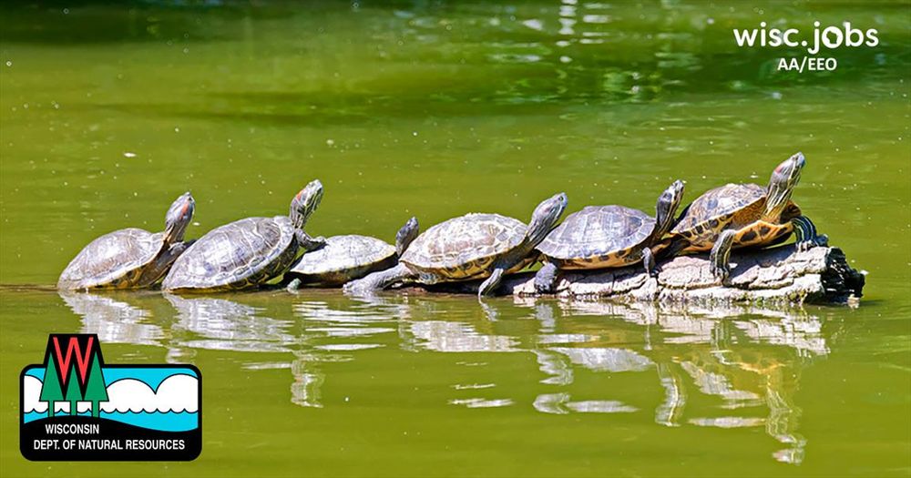 Image: six turtles on a log in a pond; Wisc.Jobs AA/EEO