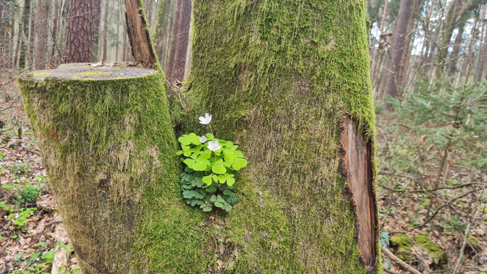 Spring is here. Believe it or not! Here is a small flower blooming in a crevice of a moss covered tree stump above 1 m above ground. The leaves are bright green and the flowers a light rose. The background shows a still pretty leafless wood.