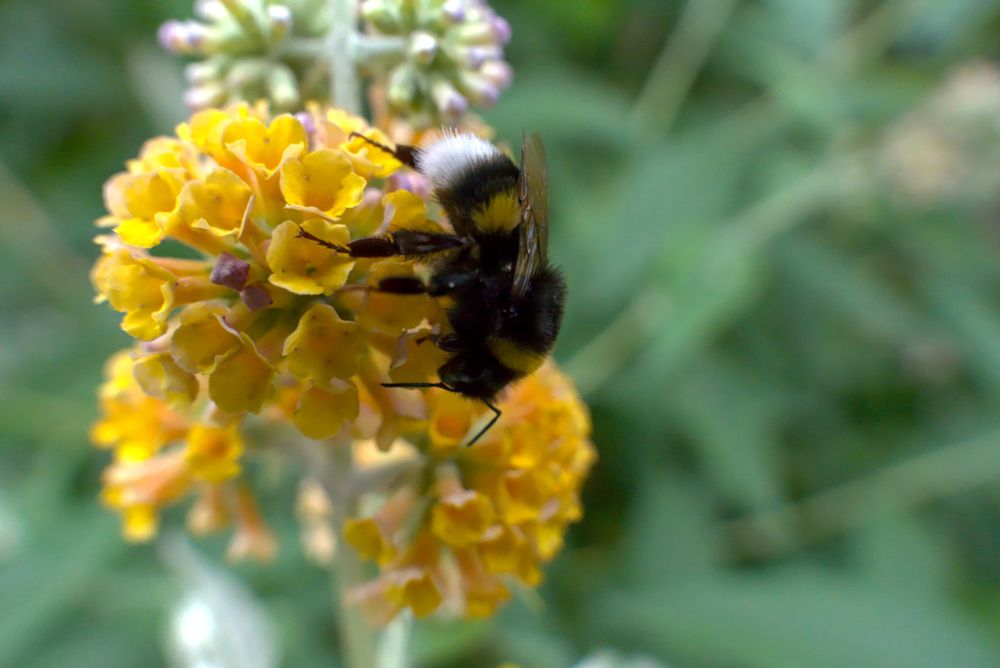 Macro of a bumblebee
