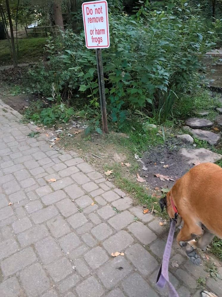 Photograph with a pathway in the foreground, and a dog on a leash in the lower right. In the upper center, amidst foliage, there's a sign reading. 