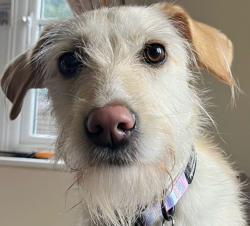Face of a Bosnian wire haired hound, staring at the camera with a somewhat perplexed expression 