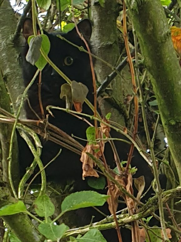 A close up of the cat (a pure black, five month old kitten) in the tree with wide open green eyes (and large black pupils) that look a bit scared and guilty