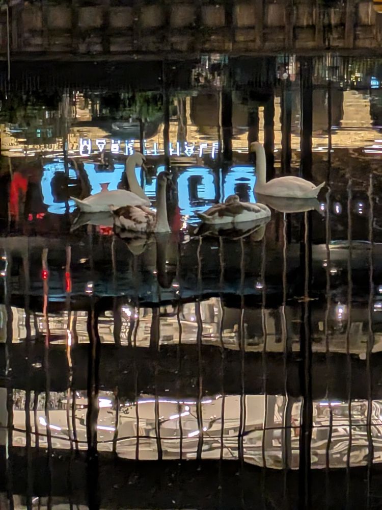 Photo taken at night showing a family of swans in the water, partly lit by reflections from a nearby building