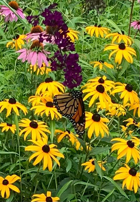 A Monarch Butterfly Hanging Upside Down On A Purple Cone Flower On A Butterfly Bush With Black Eye Susan’s & A Few Echinacea  Flowers & Green Foliage