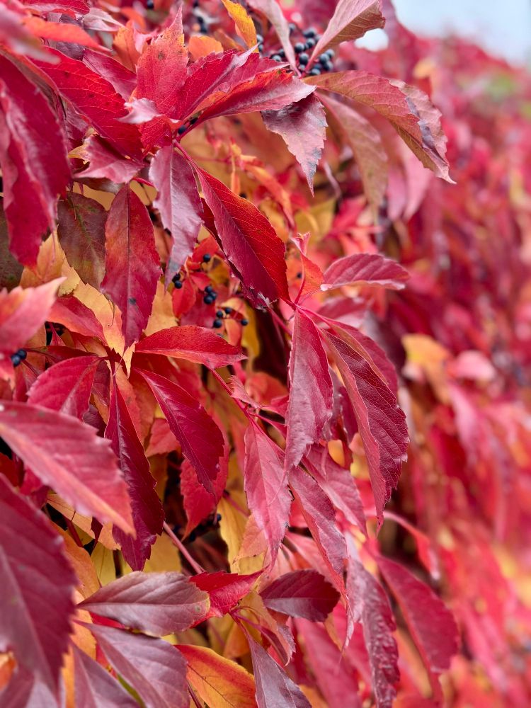 Herbstliche rote Zierreben mit dunkelblauen Beeren 