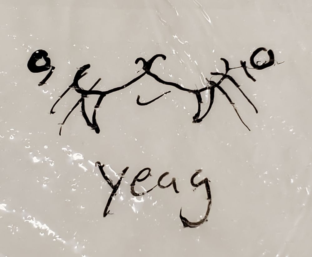 A pen doodle of a Walrus face.  "yeag"