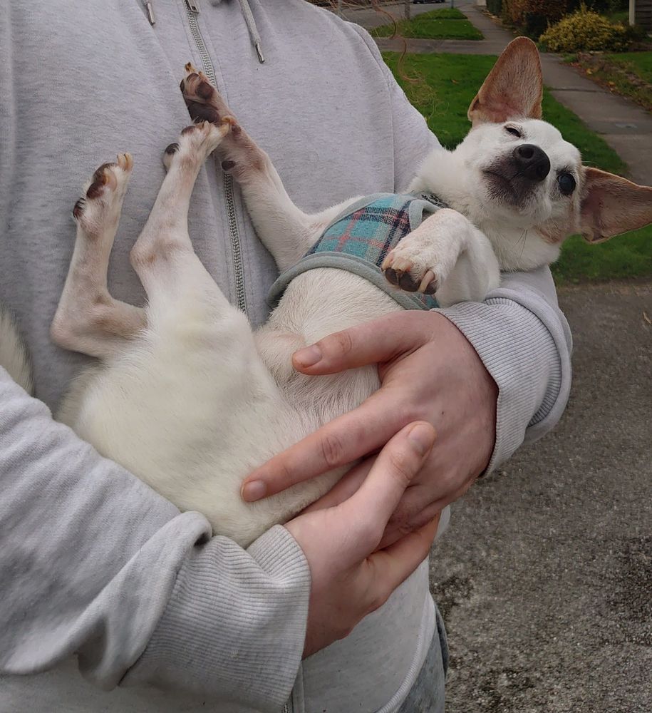 White and tan jack Russel terrier being carried like a baby 