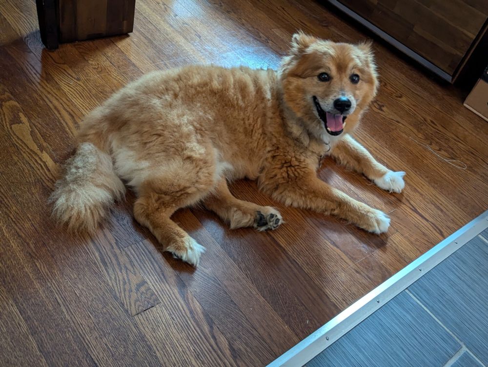 A golden dog with triangle ears and a big, goofy smile
