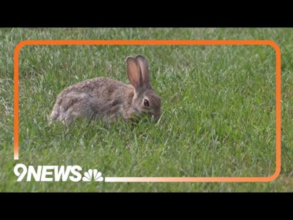 Rabbits with 'tentacles' or 'horns' growing from their heads spotted in Fort Collins