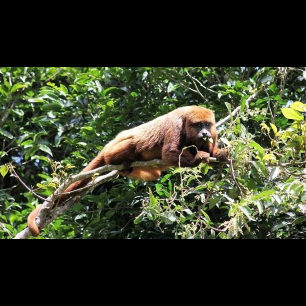 Febre amarela: RS confirma morte de cinco macacos e faz alerta para a circulação da doença