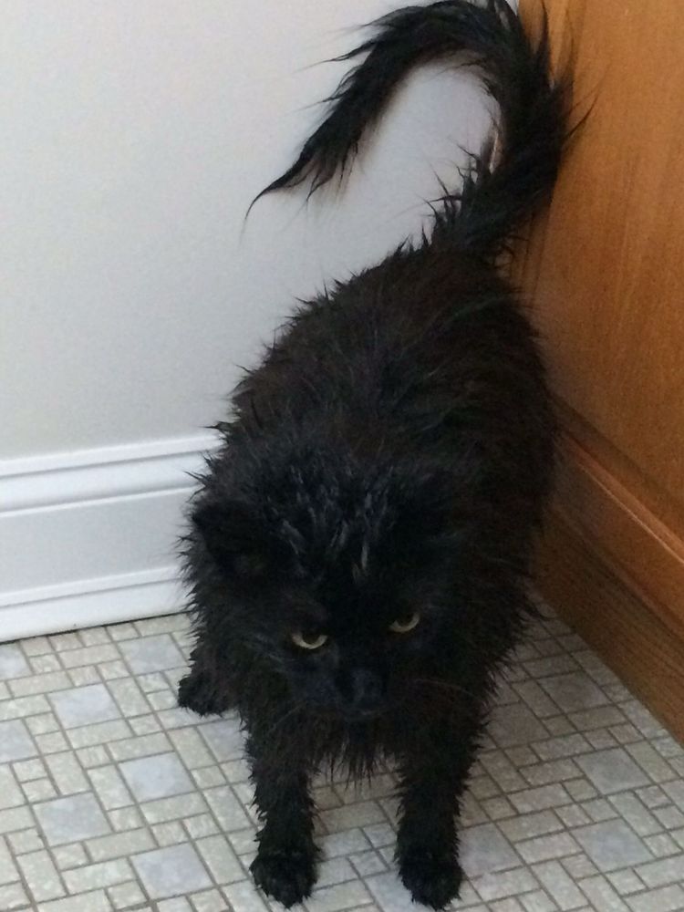 a wet, fluffy black cat snatched from pinterest