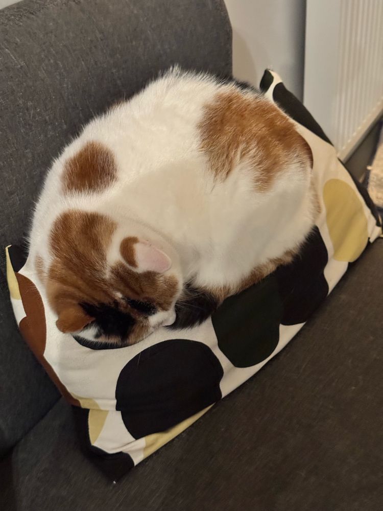A mainly white cat with ginger,  brown and black patches sleeps on a cushion that is mainly white with black, brown and mustard circles. 