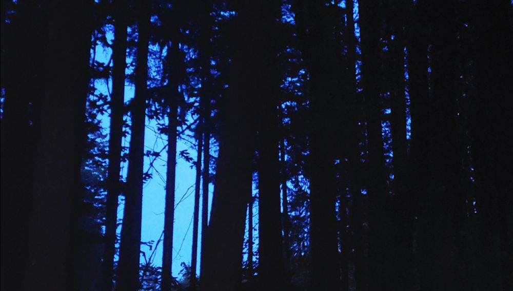 forest photo during twilight. tree silouettes against a bright blue background