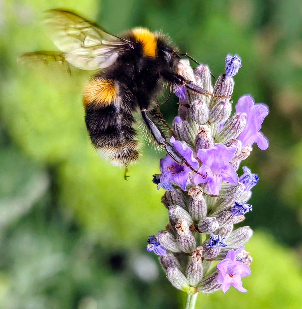 A close-up macro photograph of a bumblebee perched on a lavender flower. The bee’s fuzzy black body is banded with bright yellow-orange stripes, and its translucent wings are slightly blurred in motion. Its long proboscis extends deep into the lavender’s small, tubular purple blossoms to collect nectar. The lavender flower head is composed of tightly packed buds, some still closed and others open, revealing delicate, five-lobed petals with soft purple and pinkish hues. The bee’s segmented legs cling to the flower, and fine hairs on its body glisten in the sunlight. The background is a smooth blur of green, emphasizing the sharp details of the bee and flower in the foreground.