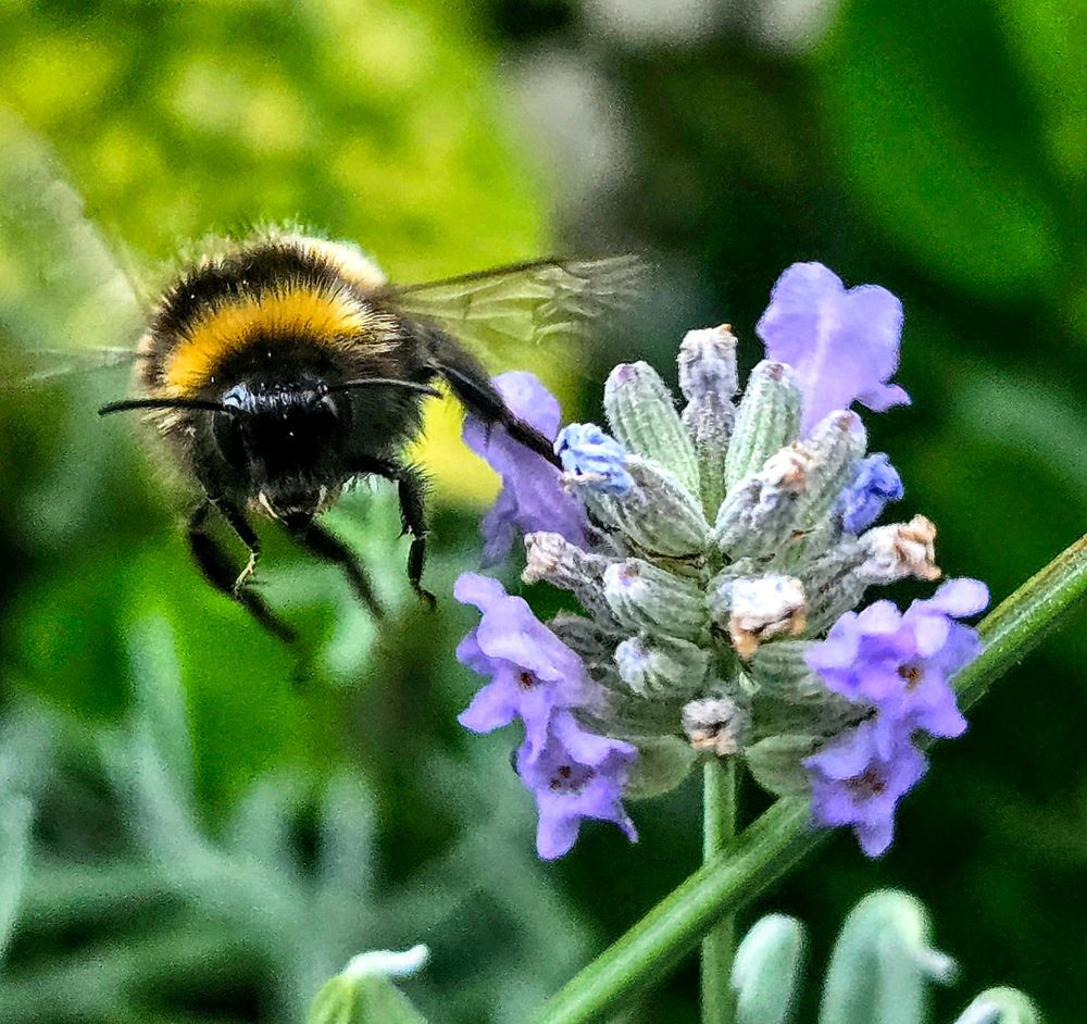 Close-up of a bumblebee in mid-flight leaving a lavender flower, with its translucent wings outstretched and dark, reflective eyes turned away, against a blurred green and yellow background.








