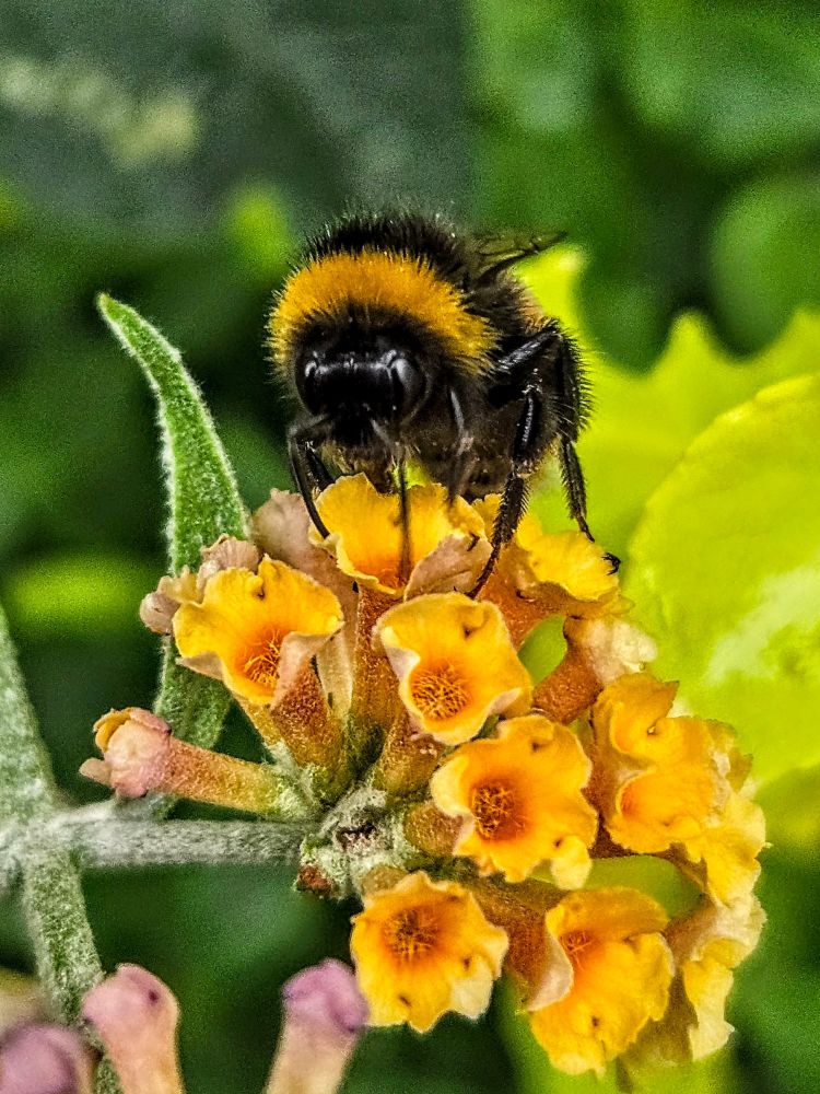 A close-up macro photograph of a bumblebee perched on a cluster of small, vibrant yellow-orange flowers. The bumblebee, with its fuzzy black body and bright yellow band around the head and upper thorax, is facing the camera while feeding on nectar. Its delicate, semi-transparent wings are folded back, and its legs grip the flower petals. The flowers have tubular shapes with five rounded petals, some showing hints of pink on the buds. The background is softly blurred in green and yellow tones, highlighting the sharp detail of the bee and flowers in the foreground.