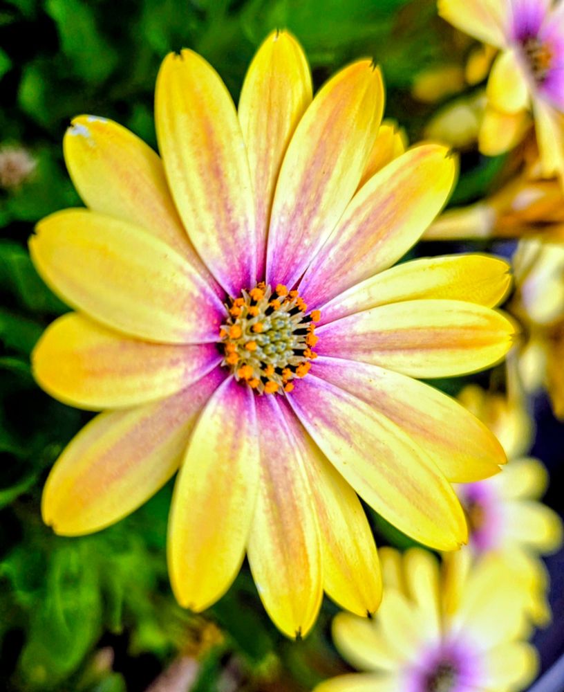 Close-up of a vibrant daisy-like flower with yellow petals that fade into soft pink and purple near the centre, surrounded by blurred green leaves and other yellow blossoms in the background.
