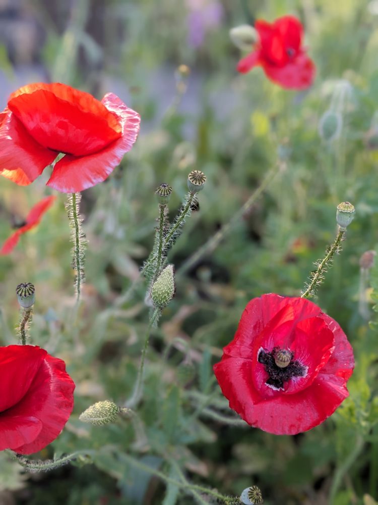 A close up of four red poppies backlit by evening sun. The rims of each petal gleam gold in the light.