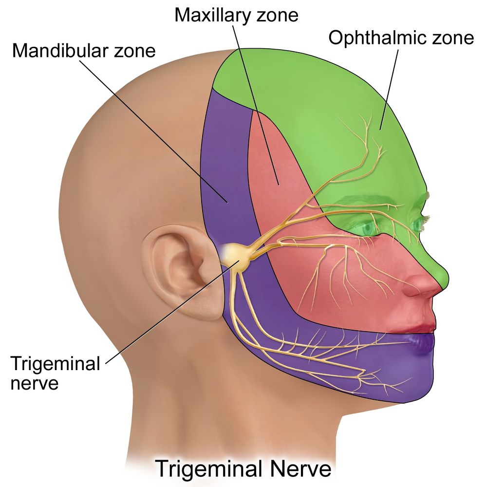 Diagram showing the territories of the branches trigeminal (V) nerve which supply sensory innervation to the face. The ophthalmic branch (V1) supplies the forehead and corneae
The maxillary branch (V2) supplies the mid face over the maxilla, the upper jaw and upper lip
The mandibular branch (V3) supplies the lower face, lip and jaw as well as the facial part of the chin (mentum)

Picture from geekymedics.com