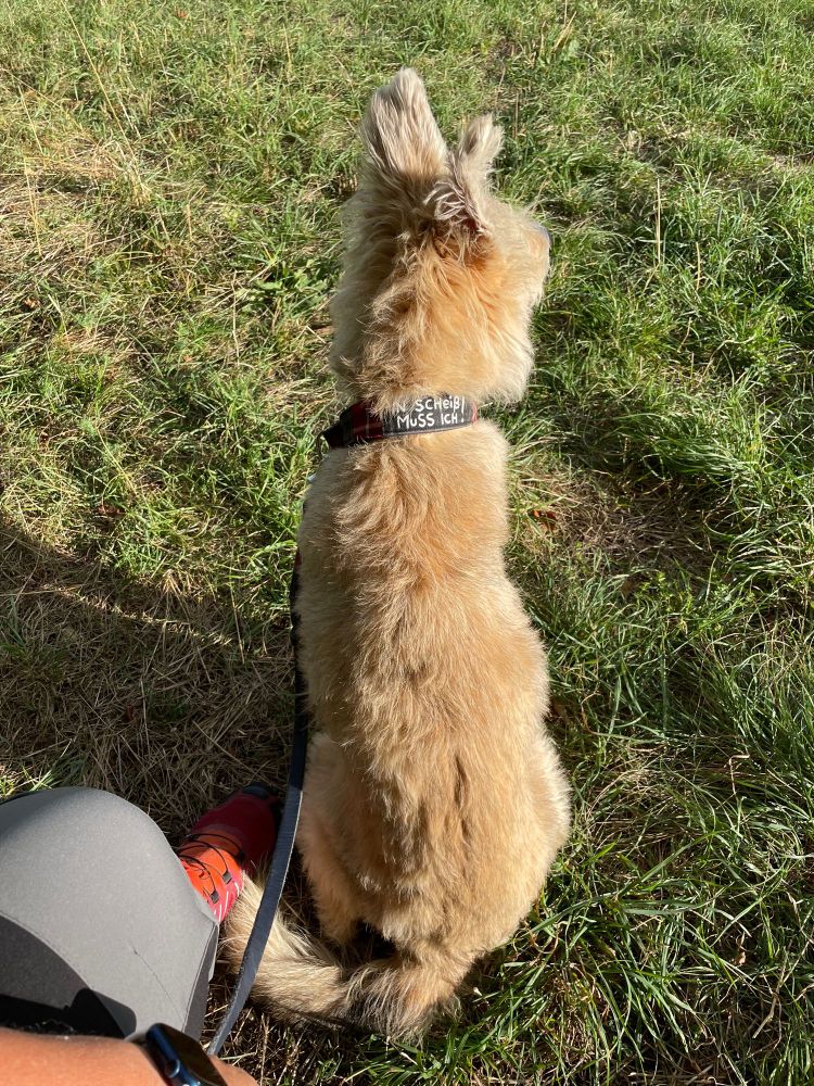 Hund sitzt auf ner Wiese