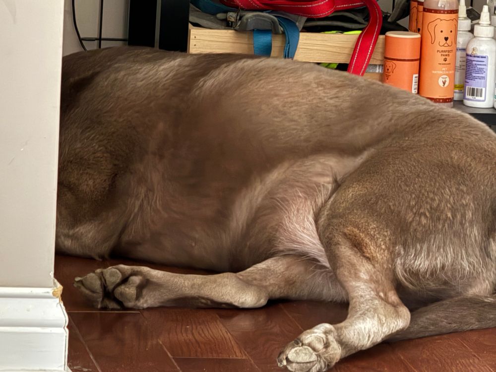 Dog laying on the floor in front of a door. 