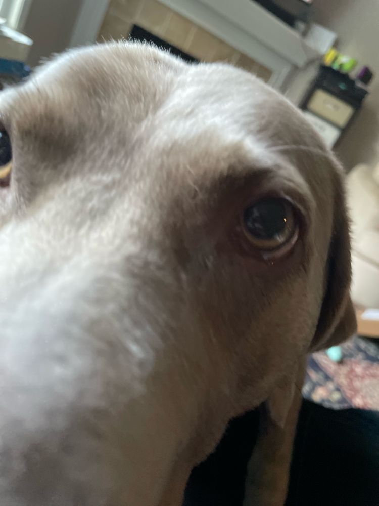 Close up on dog’s eye