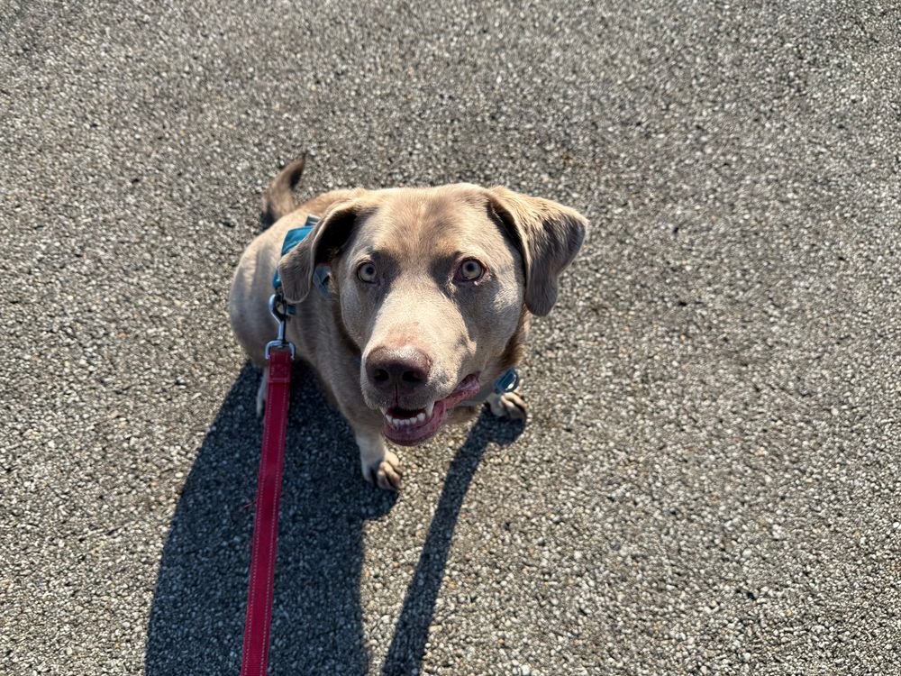 Dog with sun on her face. 