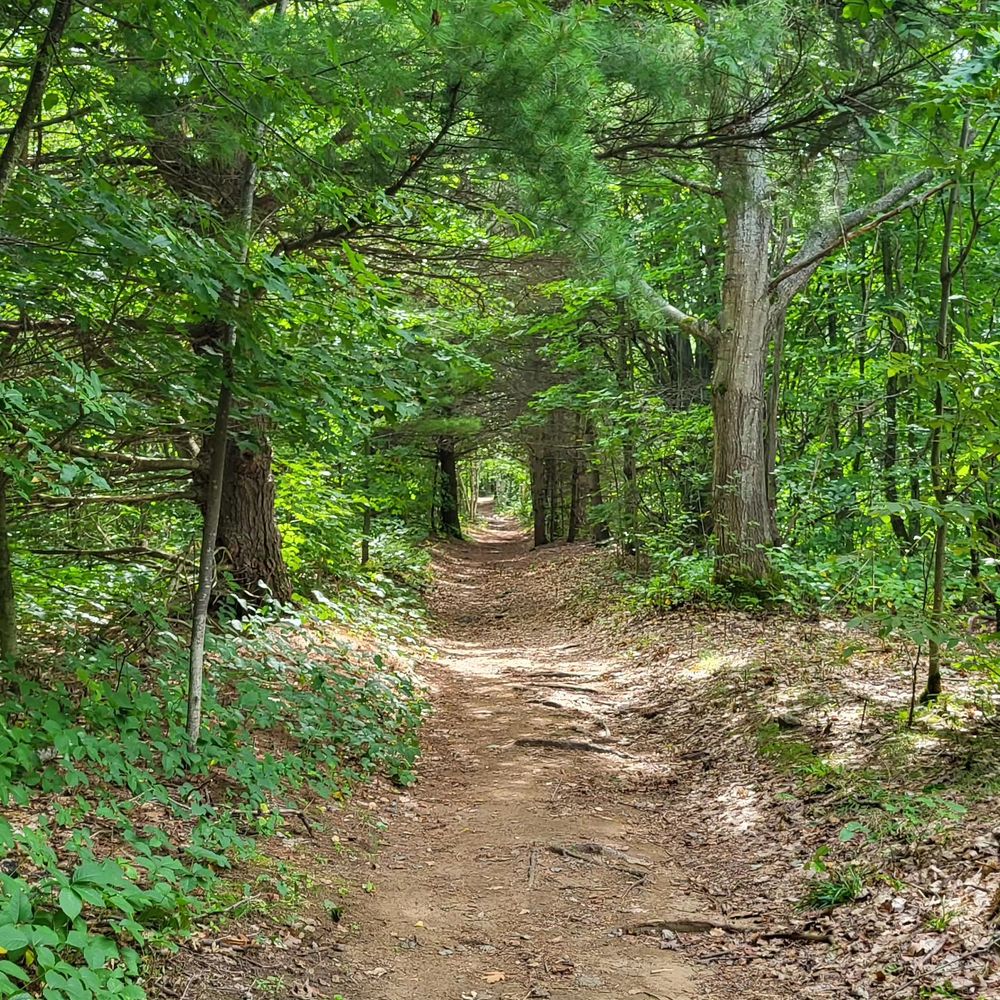 An earthy brown hiking trail through the thick green forest, that looks like a tunnel, or a  magic portal.