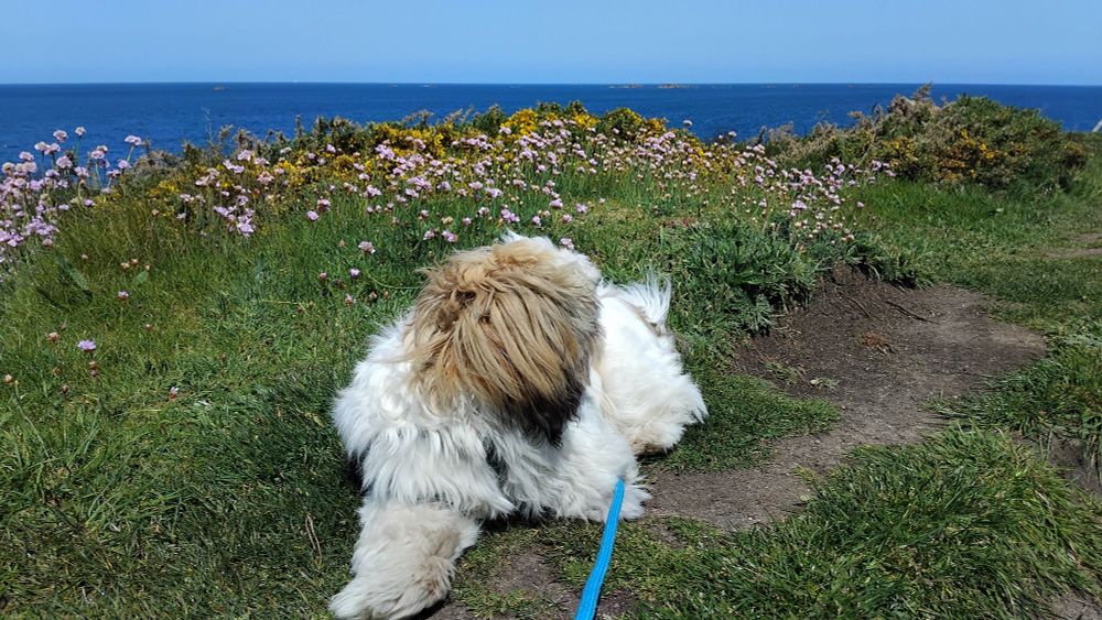 Elliot, mon chiot Shih-Tzu marron et blanc de 7 mois allongé au bord du sentier côtier, devant un massif d'arméries maritimes et d'ajoncs avec la mer en arrière plan. 