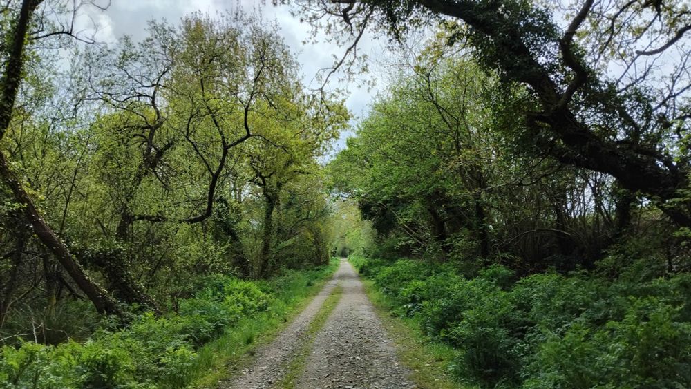 Chemin encadré d'arbres, le long de la zone humide de Lanorven, au sud de Plabennec, dans le Finistère nord 