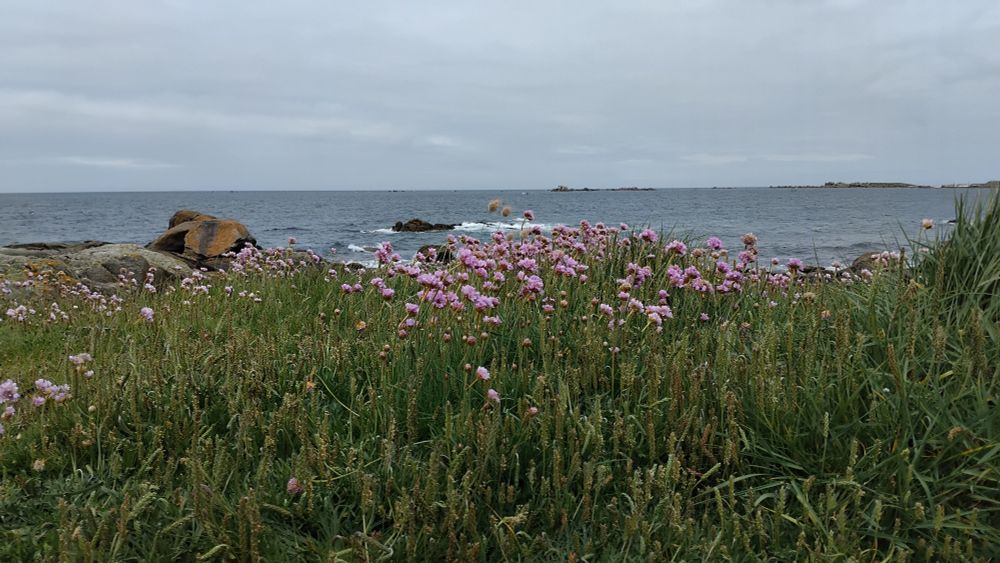 Des arméries maritimes en fleur devant la mer, dans le Finistère nord 