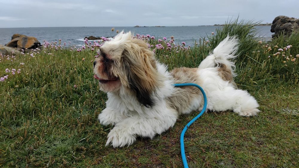 Elliot, mon chiot Shih-Tzu marron et blanc de 7 mois, devant des arméries maritimes devant la mer, dans le Finistère nord 