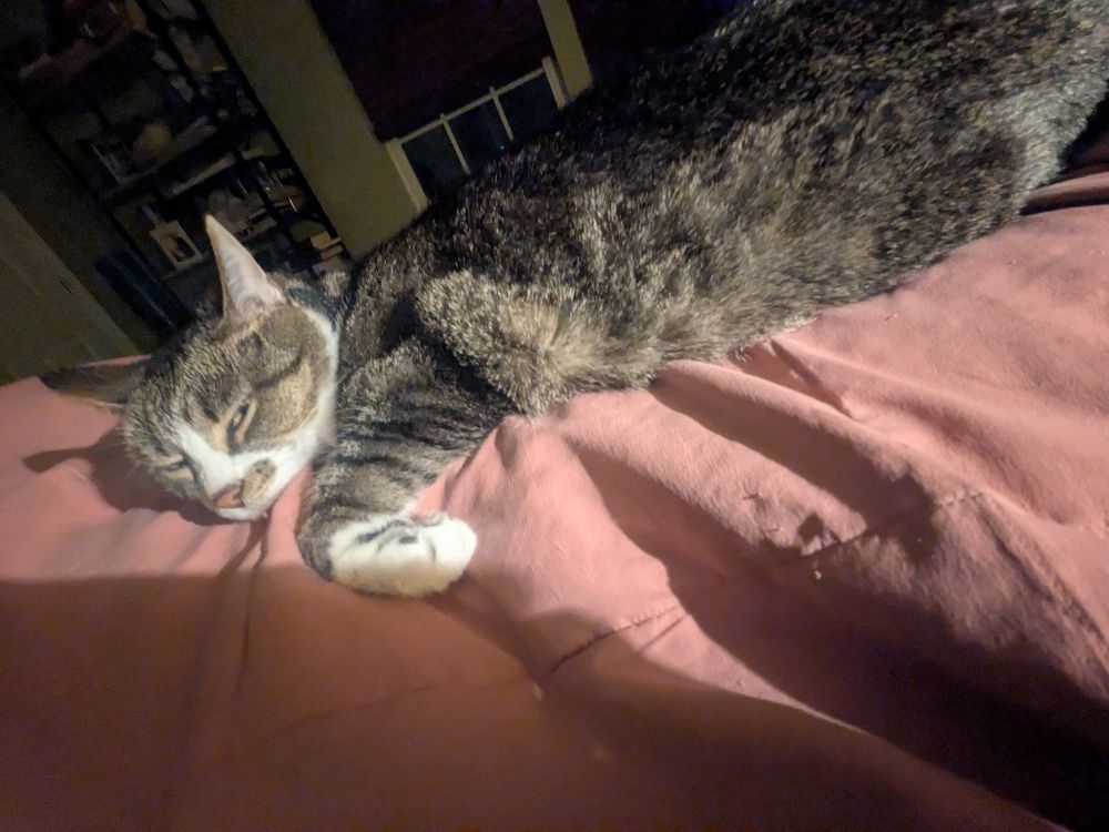 A brown and white cat sleepily looks at the camera while stretched out on his human's legs.