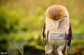 A sad looking barn owl