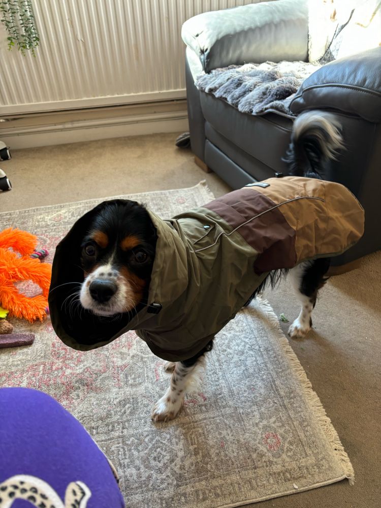 Cavalier in a cagoule!