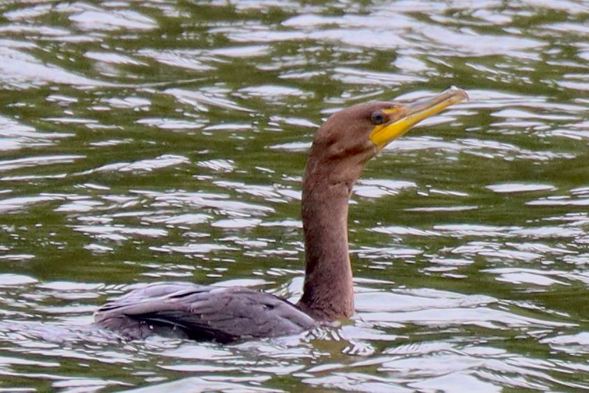 Juvenile double crested cormorant swimming on the water. 